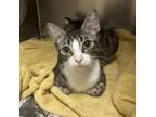 Adopt Cupcake a Domestic Short Hair