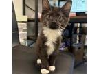 Adopt Harmony a Domestic Short Hair