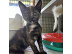 Adopt Char a Domestic Short Hair