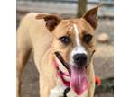 Adopt Buttercup 0830 a Mixed Breed
