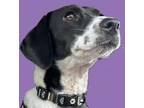 Adopt Poppy a Pointer, Hound
