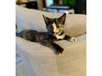 Adopt Jenni-Fur a Domestic Short Hair