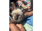 Adopt Amir - IN FOSTER a Siamese, Domestic Short Hair