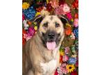 Adopt Irma a Labrador Retriever, Mixed Breed