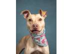 Adopt LEX E a Pit Bull Terrier, Mixed Breed
