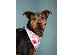 Adopt Alyssa a Rottweiler, Mixed Breed