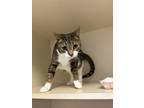 Adopt Ruby Red a Domestic Short Hair