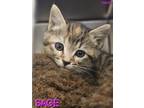 Adopt Sage a Domestic Short Hair