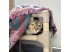 Adopt Marley a Domestic Medium Hair