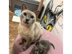Adopt Millie a Siamese