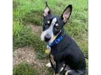 Adopt Claire a Australian Cattle Dog / Blue Heeler, Mixed Breed