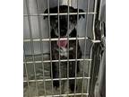 Adopt Twix a Cattle Dog, Mixed Breed