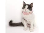 Adopt Lily a Domestic Long Hair, Domestic Short Hair