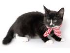 Adopt Alicent a Domestic Short Hair