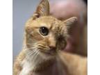 Adopt Sparrow a Domestic Short Hair