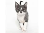 Adopt Gargoyle a Domestic Short Hair