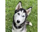 Adopt Navy a Husky