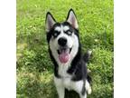 Adopt Watermelon a Husky