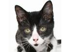 Adopt Leigh a Domestic Short Hair