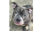 Adopt Sofia Loren a Pit Bull Terrier, Mixed Breed