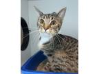Adopt Halia a Domestic Short Hair