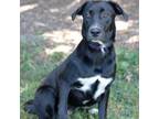 Adopt Kelsea a Labrador Retriever
