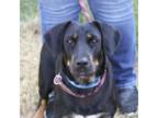 Adopt Francesca a Rottweiler