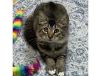 Adopt Betty a Domestic Short Hair