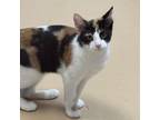 Adopt Wilma a Domestic Short Hair