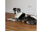Adopt Oswalda a Great Pyrenees, Australian Shepherd