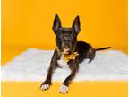 Adopt June Bug a Pit Bull Terrier, Mixed Breed