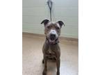 Adopt Minnie a Pit Bull Terrier, Mixed Breed