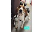 Adopt Emily a Treeing Walker Coonhound