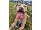 Adopt Dayna a Terrier
