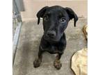 Adopt Soul a Labrador Retriever, Rottweiler