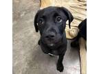 Adopt Jazz a Labrador Retriever, Rottweiler