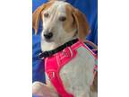 Adopt Fiona a Beagle