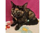 Adopt Edith a Domestic Short Hair
