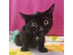 Adopt Desiree- visit me at the Martin's PawMart! a Domestic Short Hair