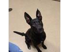 Adopt Esme a Shepherd