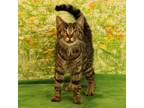 Adopt Miracle a Domestic Short Hair