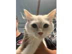 Adopt Shakira a Domestic Short Hair