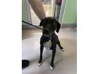 Adopt Mary Kate a Labrador Retriever