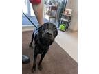 Adopt Calley a Labrador Retriever