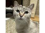 Adopt Gracie a Siamese, Domestic Short Hair