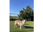 Adopt Ginger a Australian Shepherd, Mixed Breed
