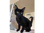 Adopt Trixie Tang a Domestic Short Hair