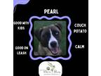 Adopt Pearl a Husky