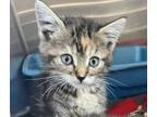 Adopt Carly Shay a Domestic Short Hair
