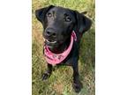 Adopt Rosebud (-) a Retriever, Mixed Breed